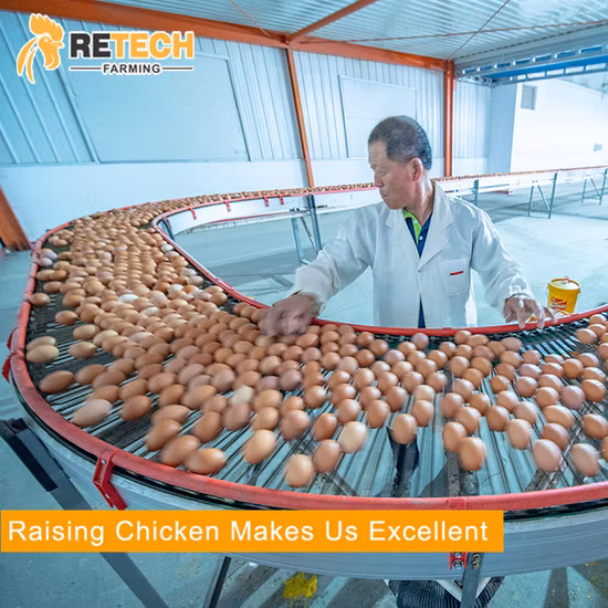 Спроектируйте автоматический куриный домик для птицефермы с яичным слоем на 10000 кур-несушек