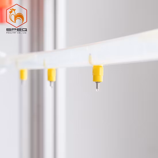 Стальной куриный птичник с оборудованием для кур-несушек